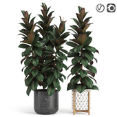Indoor Plant