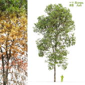 Ash / Fraxinus #8