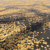 Fallen autumn leaves