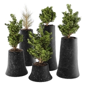 juniper collection01