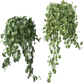 Pothos Plant Set -24