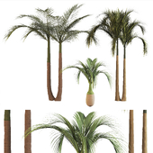 3 Type Palm Tree-Tree set01