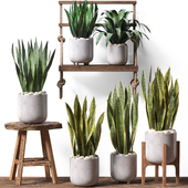Sansevieria Plant Set -27