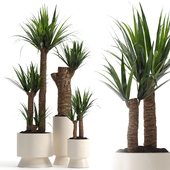 Yucca Indoor Plant Set 15