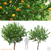 Tangerine Tree