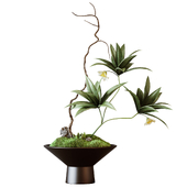 Indoor living plant in a pot