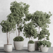 indoor plant set 86-C