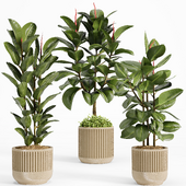 ficus set01