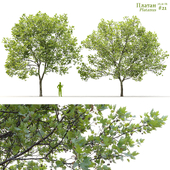 Plane-tree / Sycamore / Platanus #21