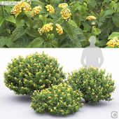 Lantana