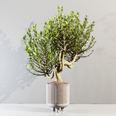 plant indoor 20