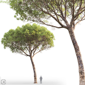 Pinus Pinea