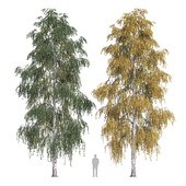 Silver birch 1 (Betula pendula 1)