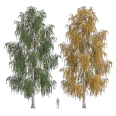 Silver birch 2 (Betula pendula 2)