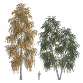 Weeping birch 3 Betula pendula 3)