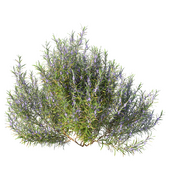 Rosemary blooming (dry summer)