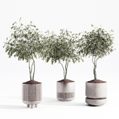 plant collection set 19