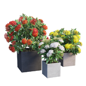 Ixora planter 01