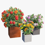 Ixora planter_02