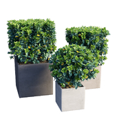 Gardenia planter 02