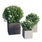 Gardenia planter 03