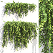 Ivy