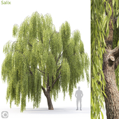 Salix