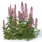 Aconite 1 (Aconite set 1)