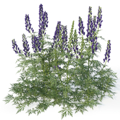 Aconite 2 (Aconite set 2)