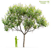 Catalpa #1