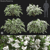 Deutzia