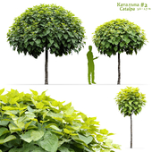 Catalpa #2