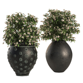 JANUS et Cie Set