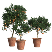 Mandarin Citrus Trees