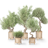 Olive Trees Set-29