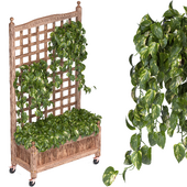Pothos In Wood Planter box Set-34