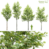 Sycamore / Platanus #22