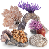 Corals Collection 1