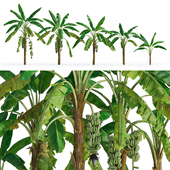 Banana palms (Musa trees)