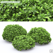 Pittosporum Tobira