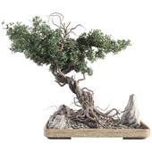 Bonsai Tree in Pot 362