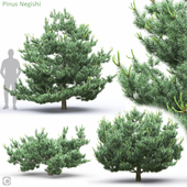 Pinus Negishi
