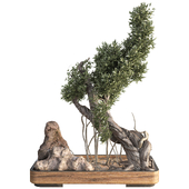 Bonsai Tree in Pot 364