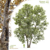 Plane-tree / Sycamore / Platanus #23