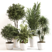 Indoor Plant Set 0144