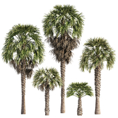 Washington Palms