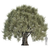 Olive tree 12