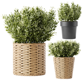 IKEA Artificial Thyme in Wicker Pot / IKEA FEJKA thyme