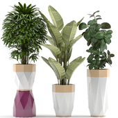 PLANTS 298