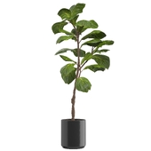 Ficus Lyrata-03